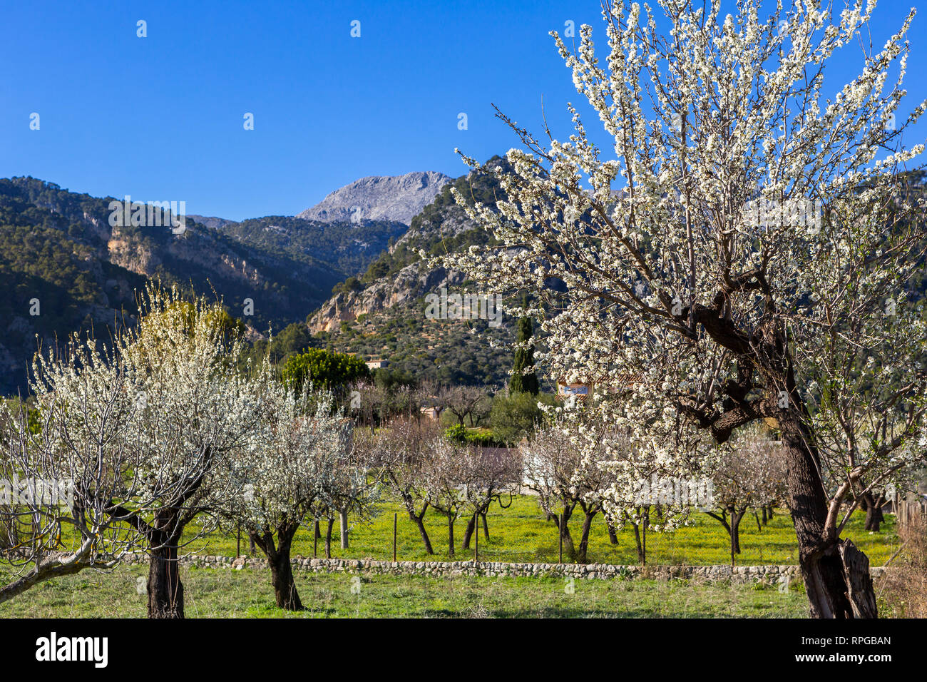 Almond blossom in Caimari, Mallorca, Balearic Islands, Spain Stock Photo