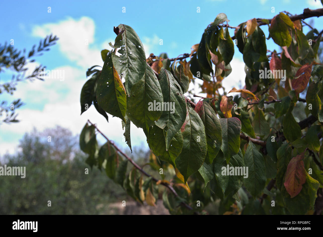 Close-up of an apple tree branch in autumn with some leaves already deteriorated and the blue sky of a clear day Stock Photo