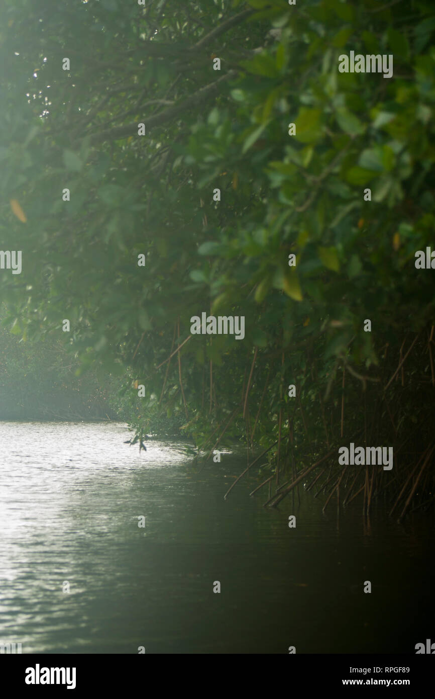 Scenes from the mangrove swamp in Barra de Santiago, Ahuachapan, El  Salvador Stock Photo - Alamy