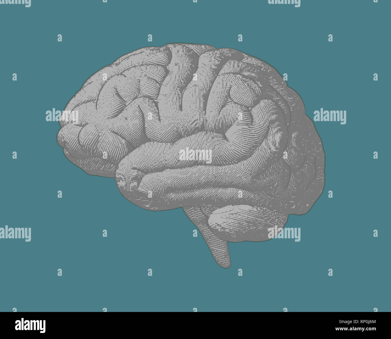 Gray engraving brain side view illustration old style on green ...