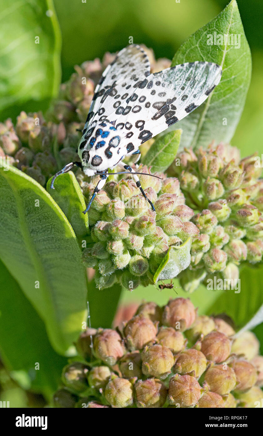 Giant Leopard Moth Stock Photo Alamy