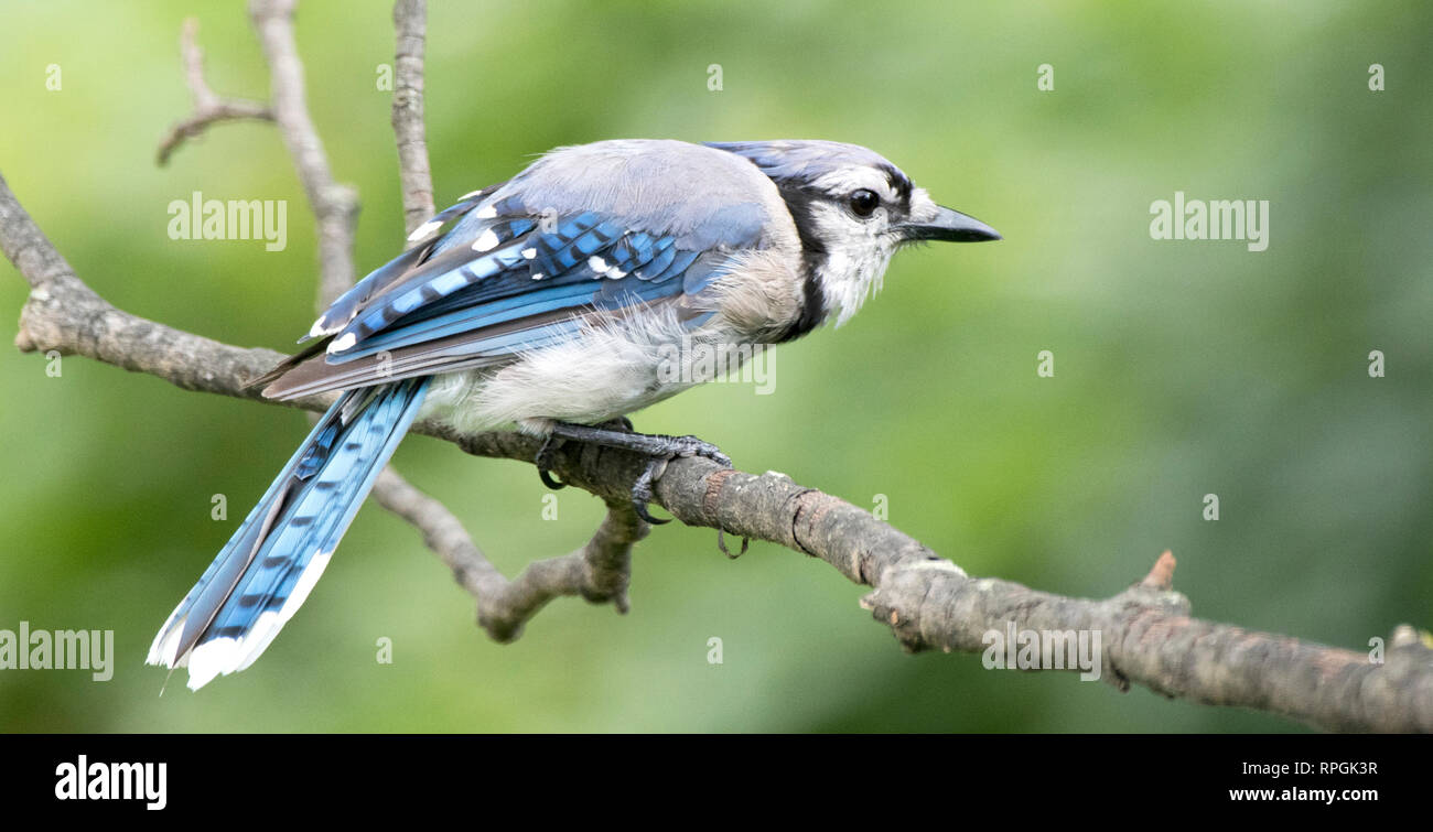 Blue Jay About to Leave Tree Branch Stock Photo