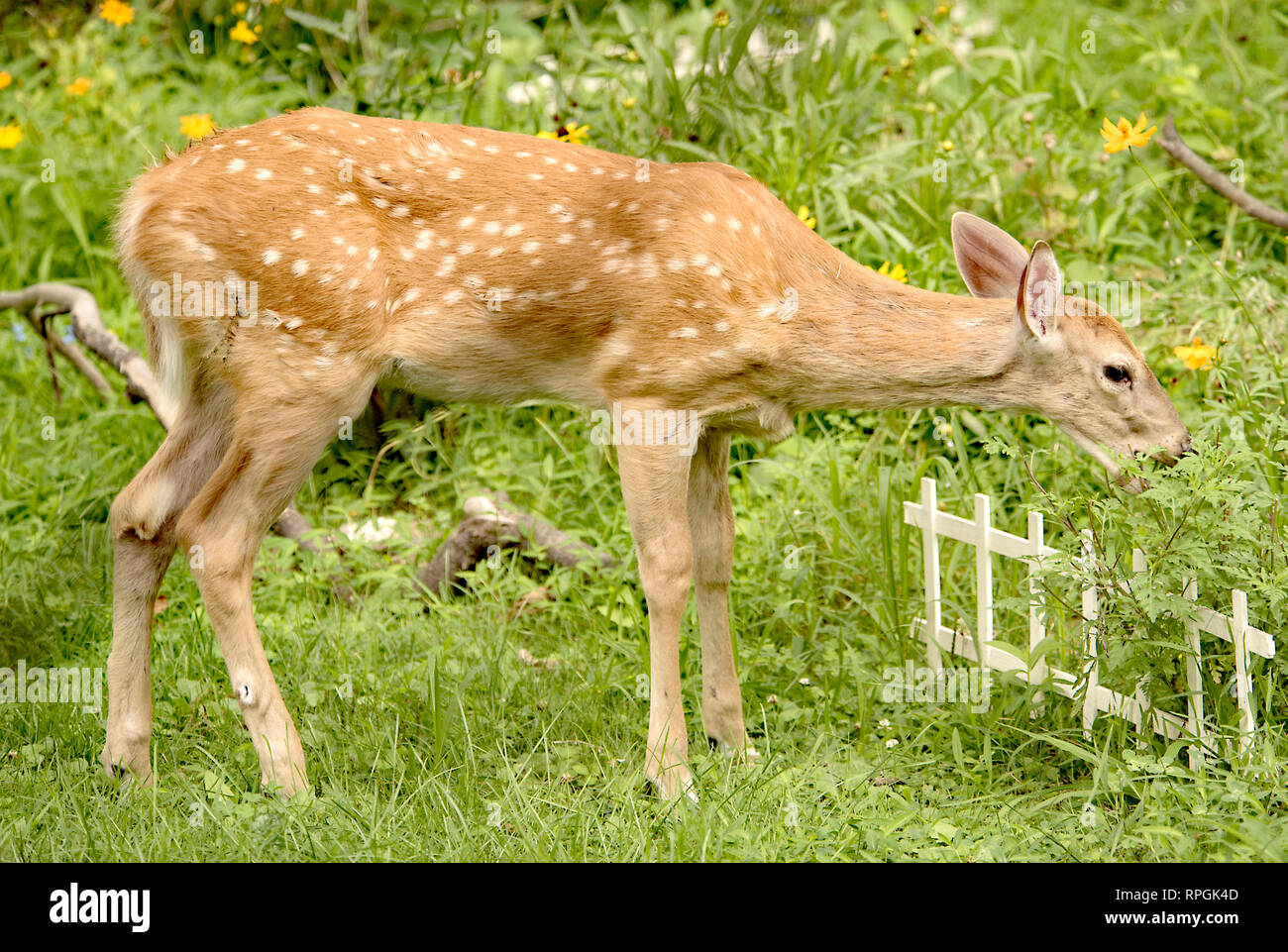 White-tailed Deer Fawn Eating Garden Plants Stock Photo