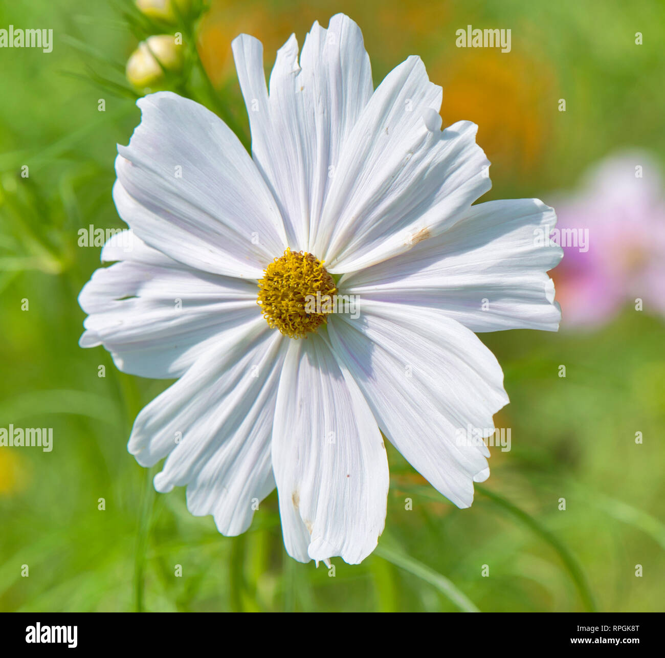 Cosmos Flower in Full Bloom Stock Photo Alamy