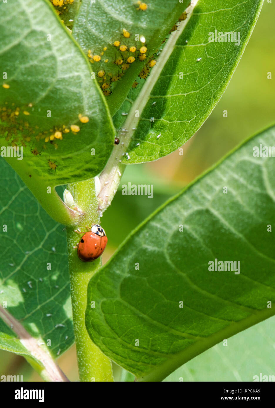 Ladybug Pursues Aphids Stock Photo