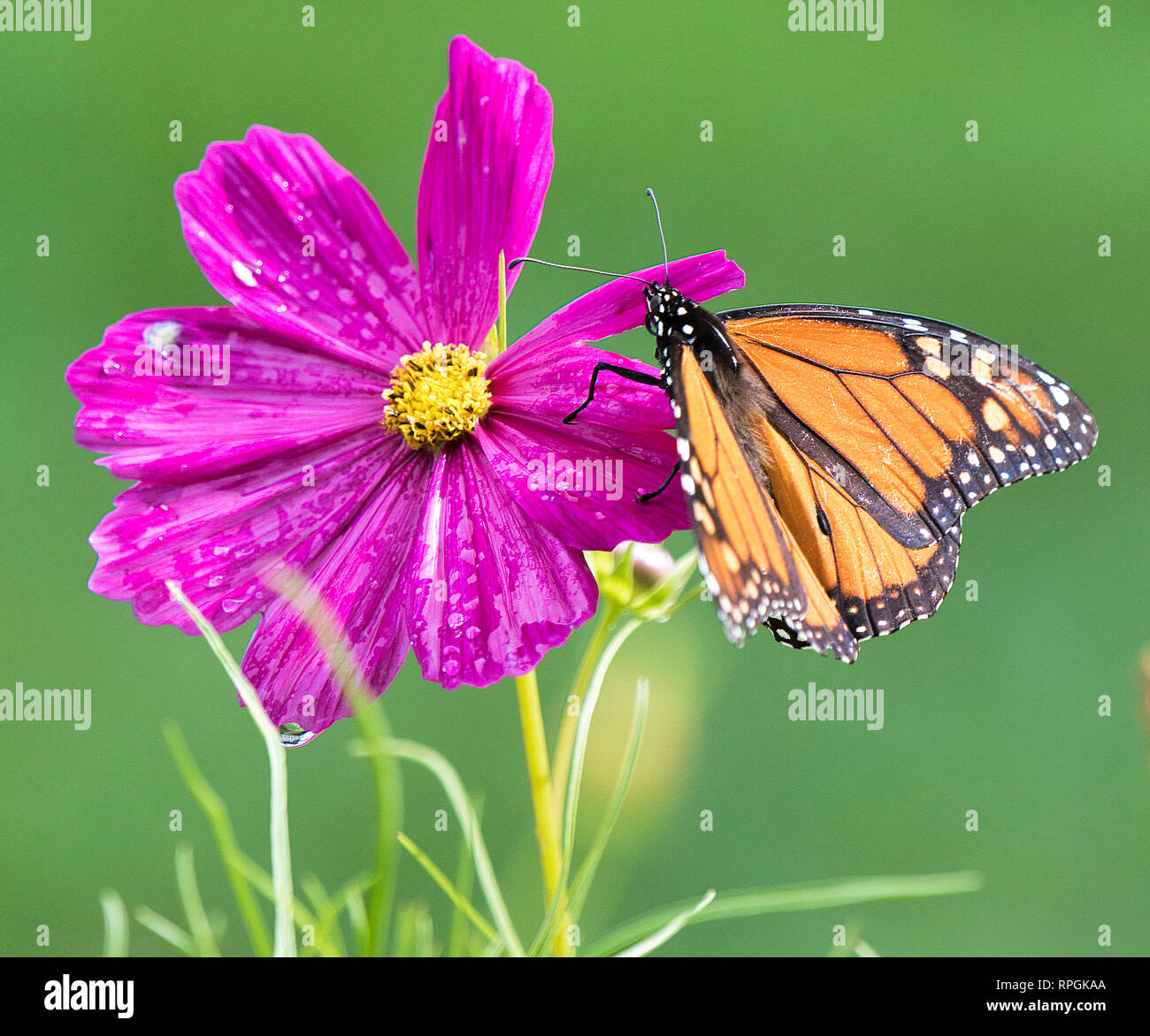 Mutualism hires stock photography and images Alamy
