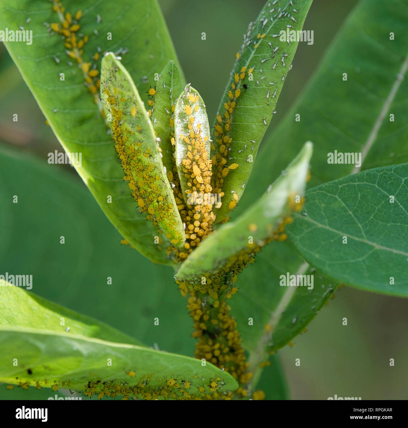 Aphids, Monarch Butterfly Eggs on Milkweed Leaves Stock Photo