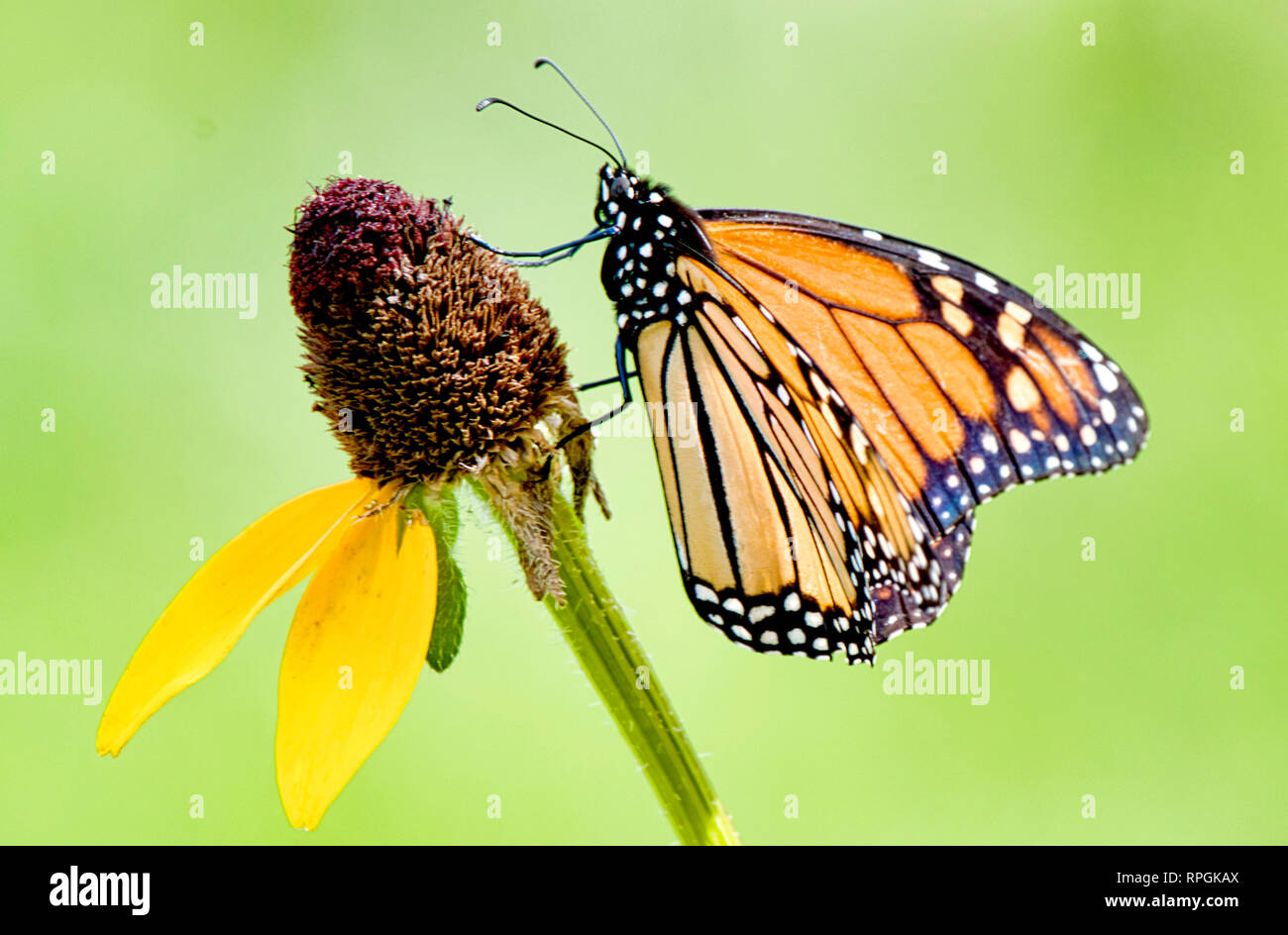 Monarch Butterfly, Black-eyed Susan Wildflower Stock Photo