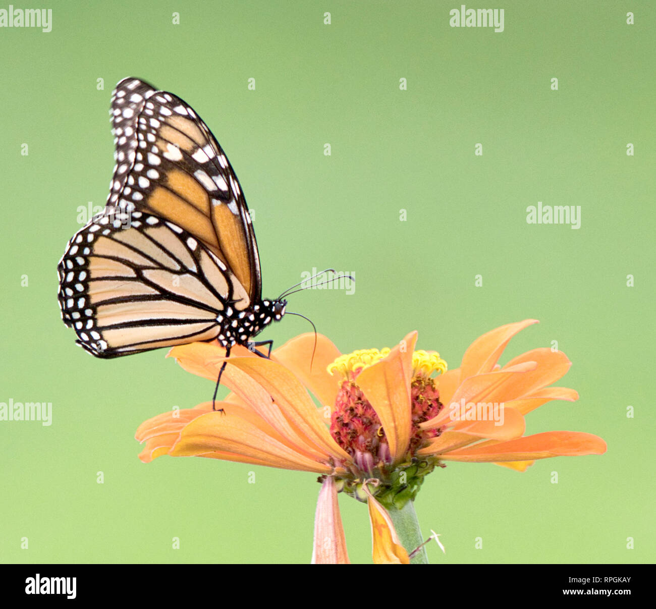 Monarch Butterfly on Zinnia Flower Stock Photo