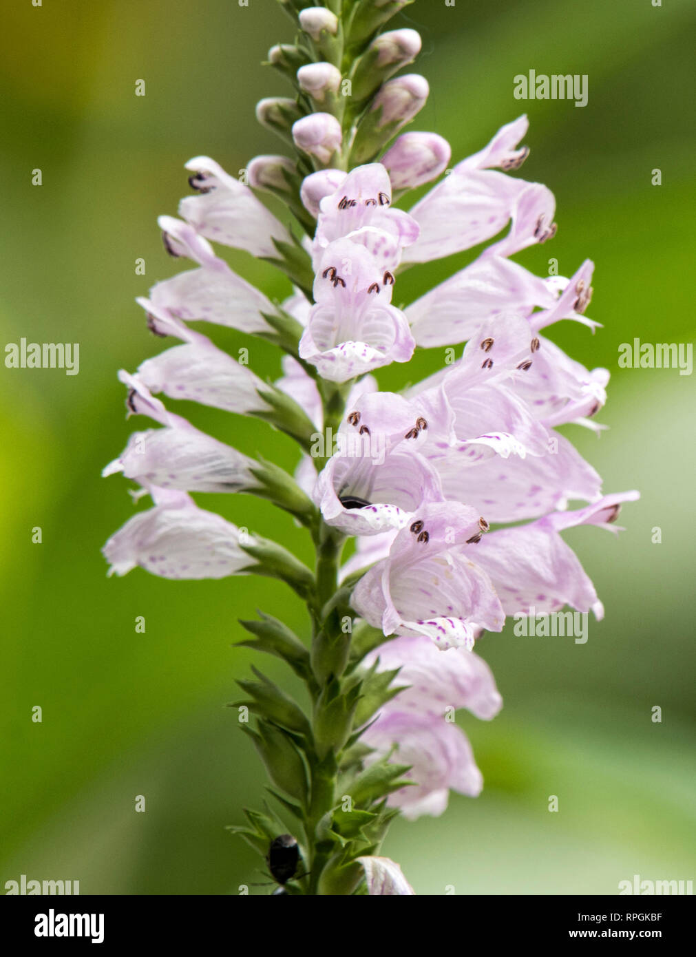 Health Spreedwell Flower Spike Stock Photo