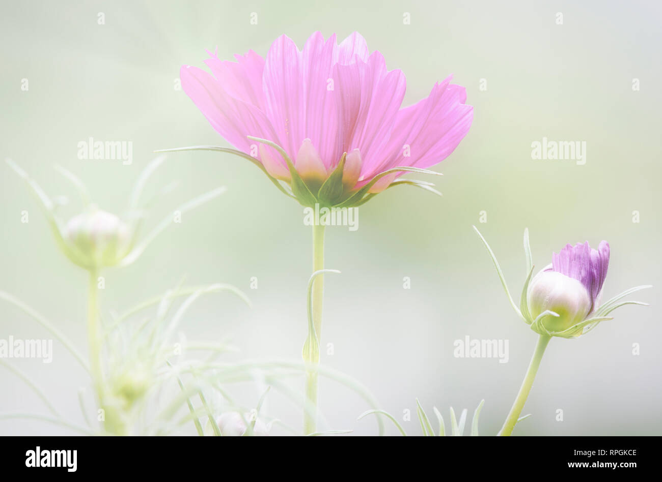 Cosmos Flower and Buds Stock Photo Alamy