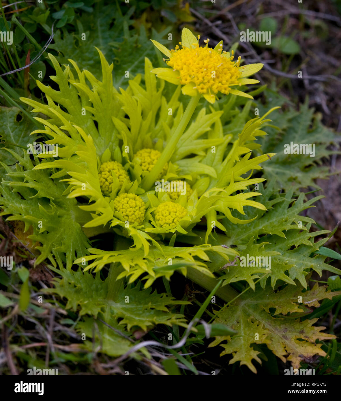 footsteps of spring, sanicula arctopoides, bear's-foot sancile Stock Photo
