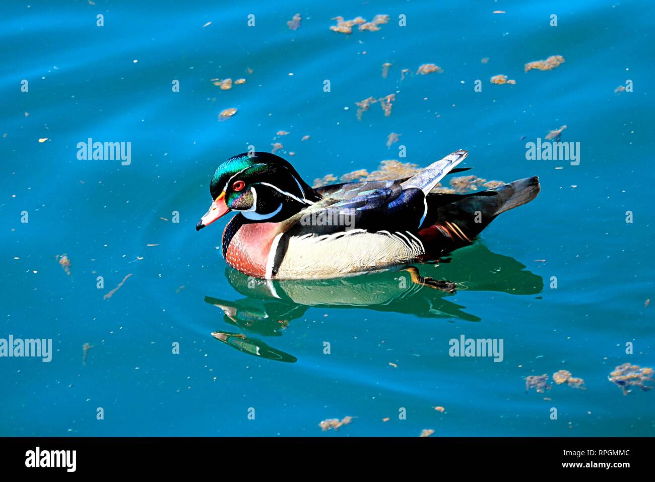 Male wood duck in water Stock Photo