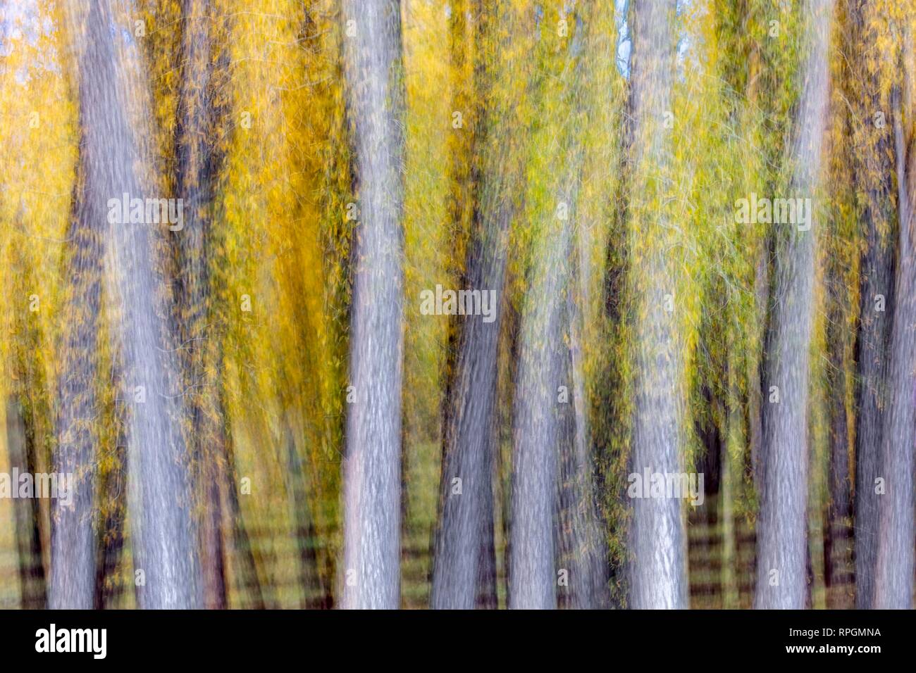 Colorado, USA, Impressionistic Autumn Color in Colorado Stock Photo