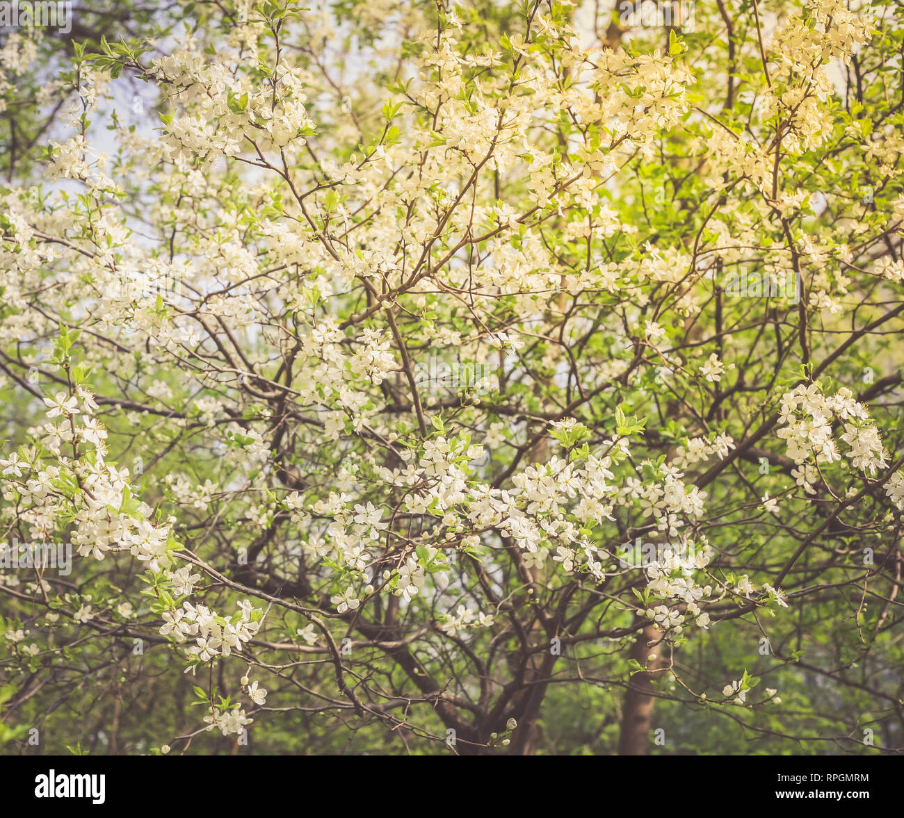 Spring Cherry blossoms in full bloom Stock Photo - Alamy