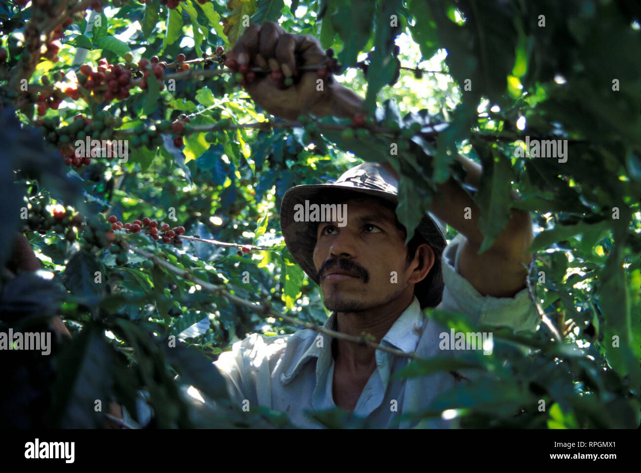 El Salvador Coffee Stock Photos & El Salvador Coffee Stock Images - Alamy