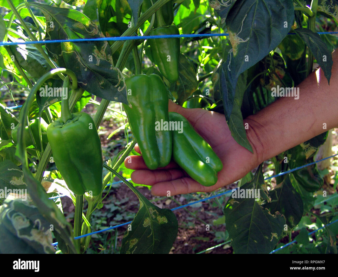 EL SALVADOR Man tending pepper plants in a nursery at San Francisco