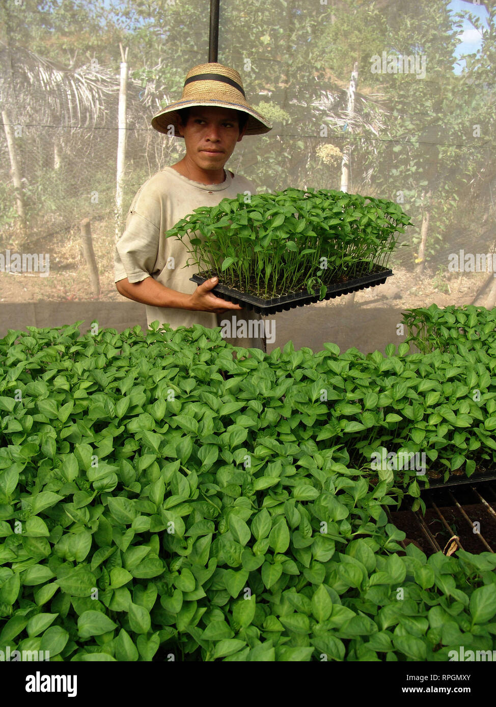 EL SALVADOR Man tending pepper plant seedlings in a nursery at San