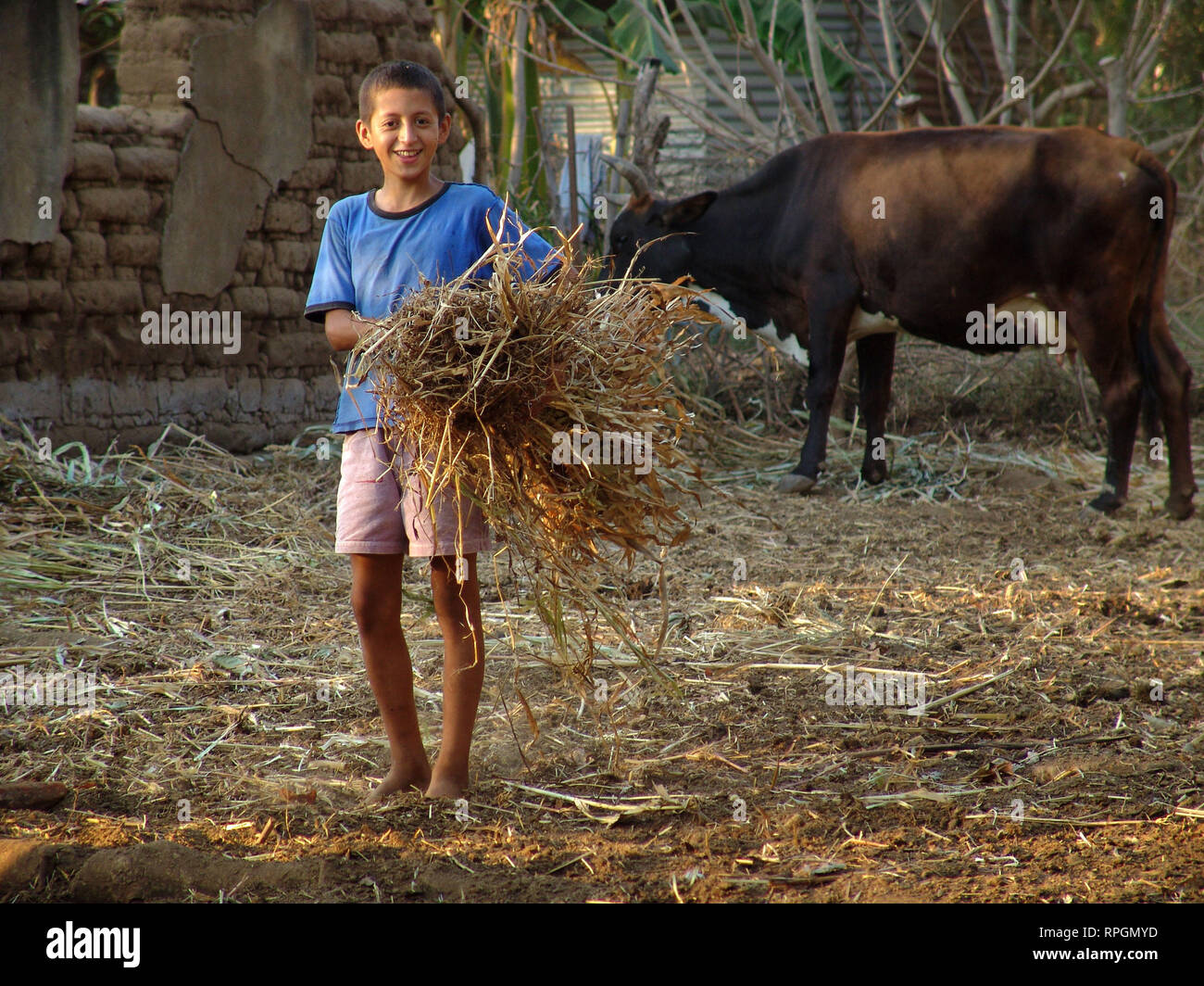 EL SALVADOR Boy feeding cows San Francsisco Javier Stock Photo