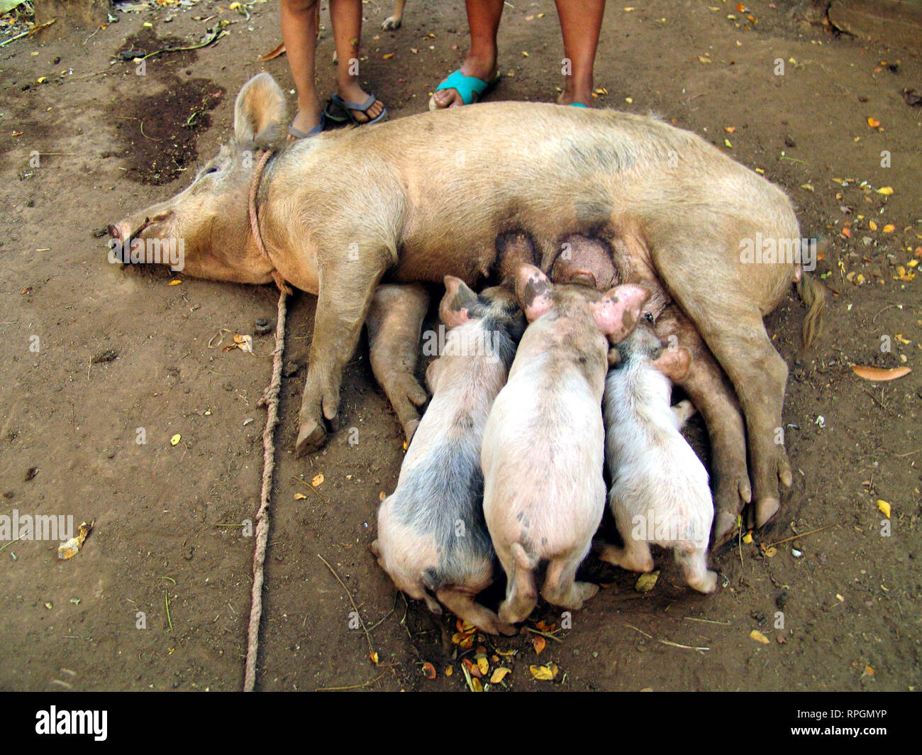 EL SALVADOR  piglets feeding from their mother pig San Francsisco Javier Stock Photo