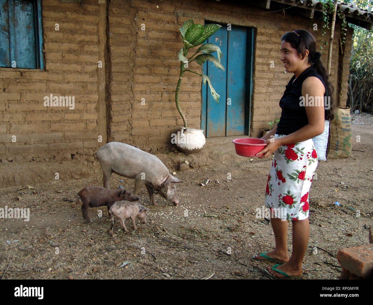 EL SALVADOR Woman feeding her pigs San Francsisco Javier Stock Photo