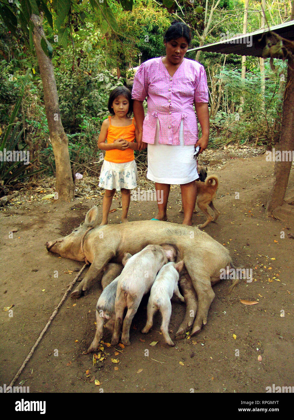 EL SALVADOR Mother and children watching their pig feed her babies. San Francsisco Javier Stock Photo