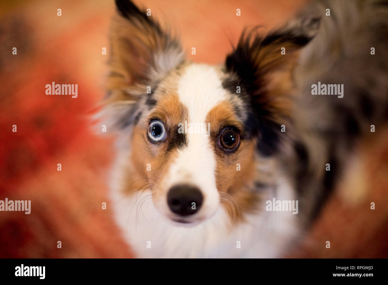 red tri toy australian shepherd