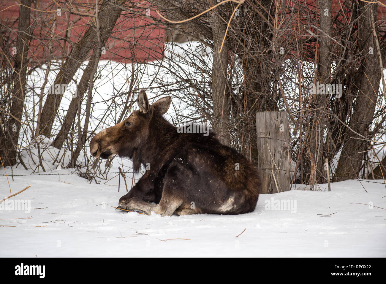 Wildlife scenes from Jackson Hole & Yellowstone, Wyoming in Winter