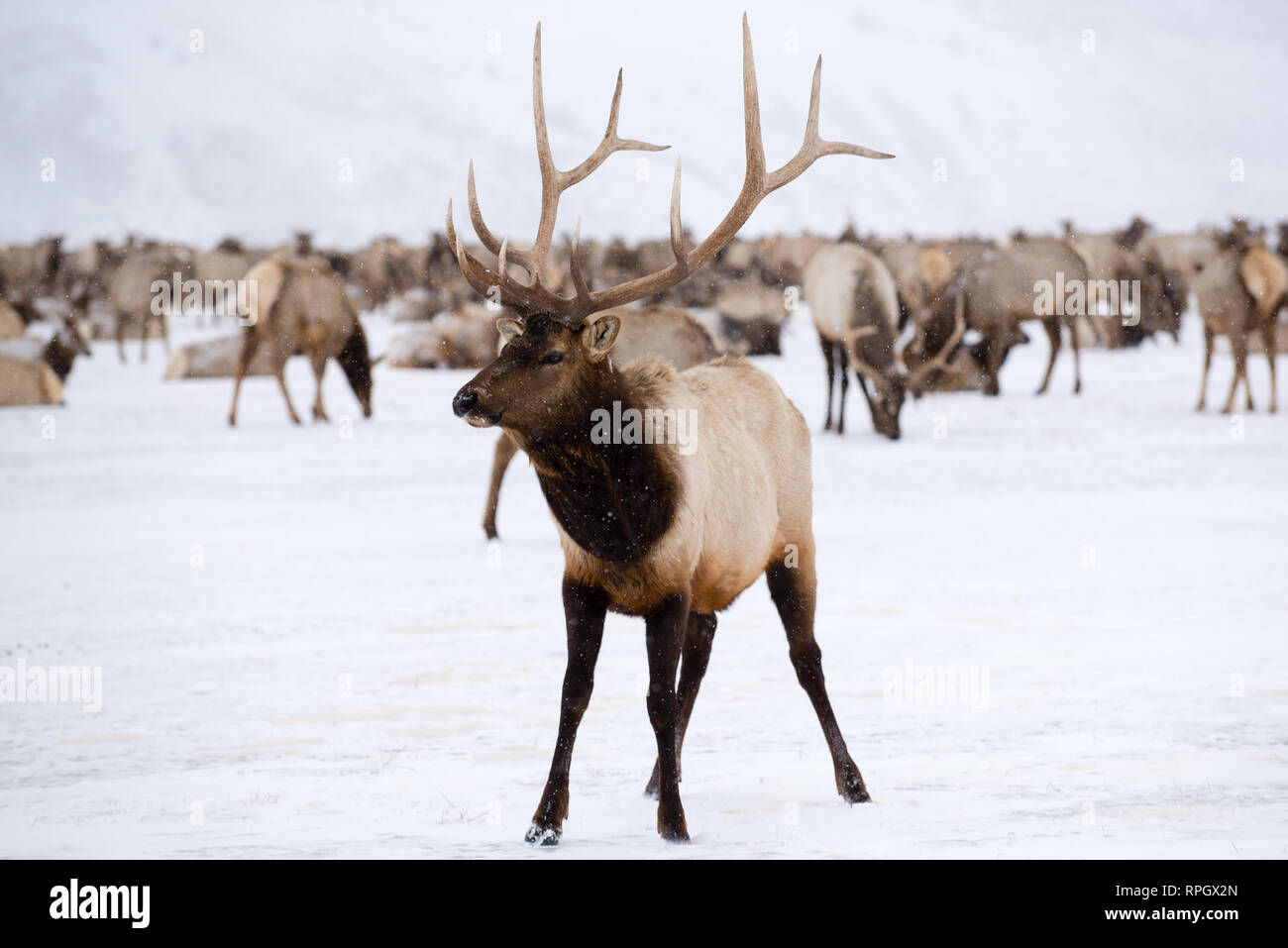 Wildlife scenes from Jackson Hole & Yellowstone, Wyoming in Winter Stock Photo