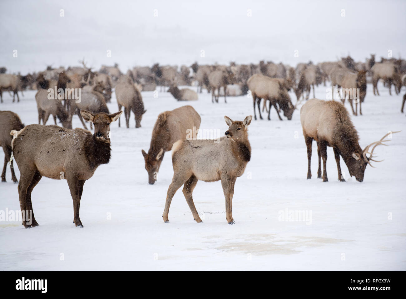 Wildlife scenes from Jackson Hole & Yellowstone, Wyoming in Winter