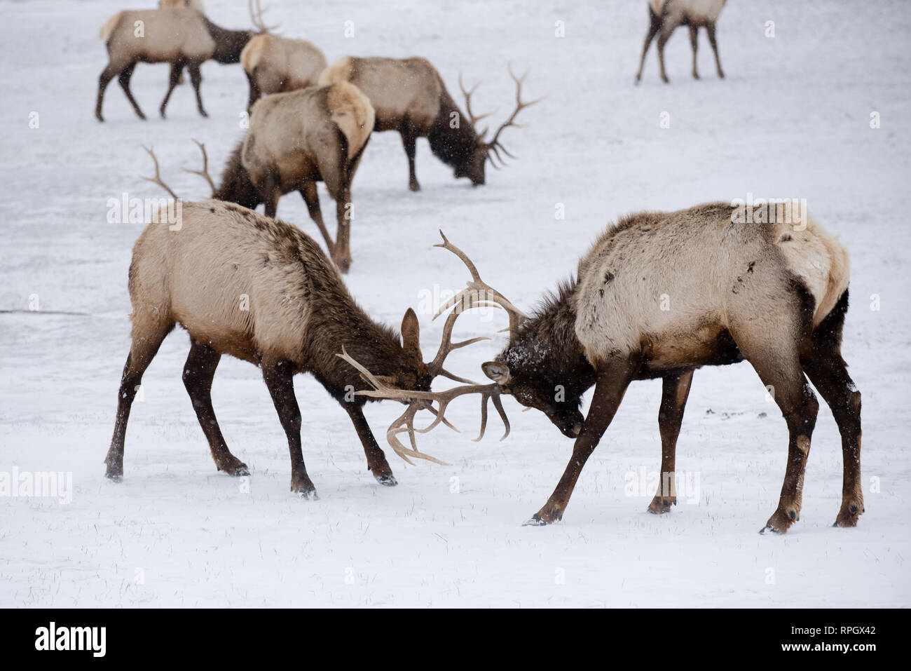 Wildlife scenes from Jackson Hole & Yellowstone, Wyoming in Winter Stock Photo