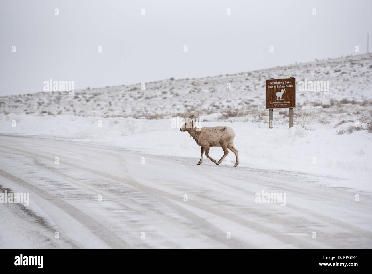 Wildlife scenes from Jackson Hole & Yellowstone, Wyoming in Winter
