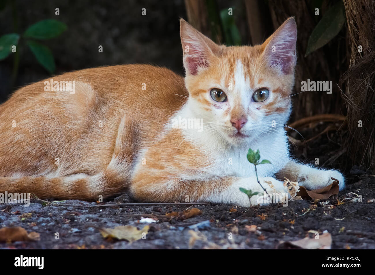 Cute feral domestic yellow and white kitten staring at the camera Stock Photo