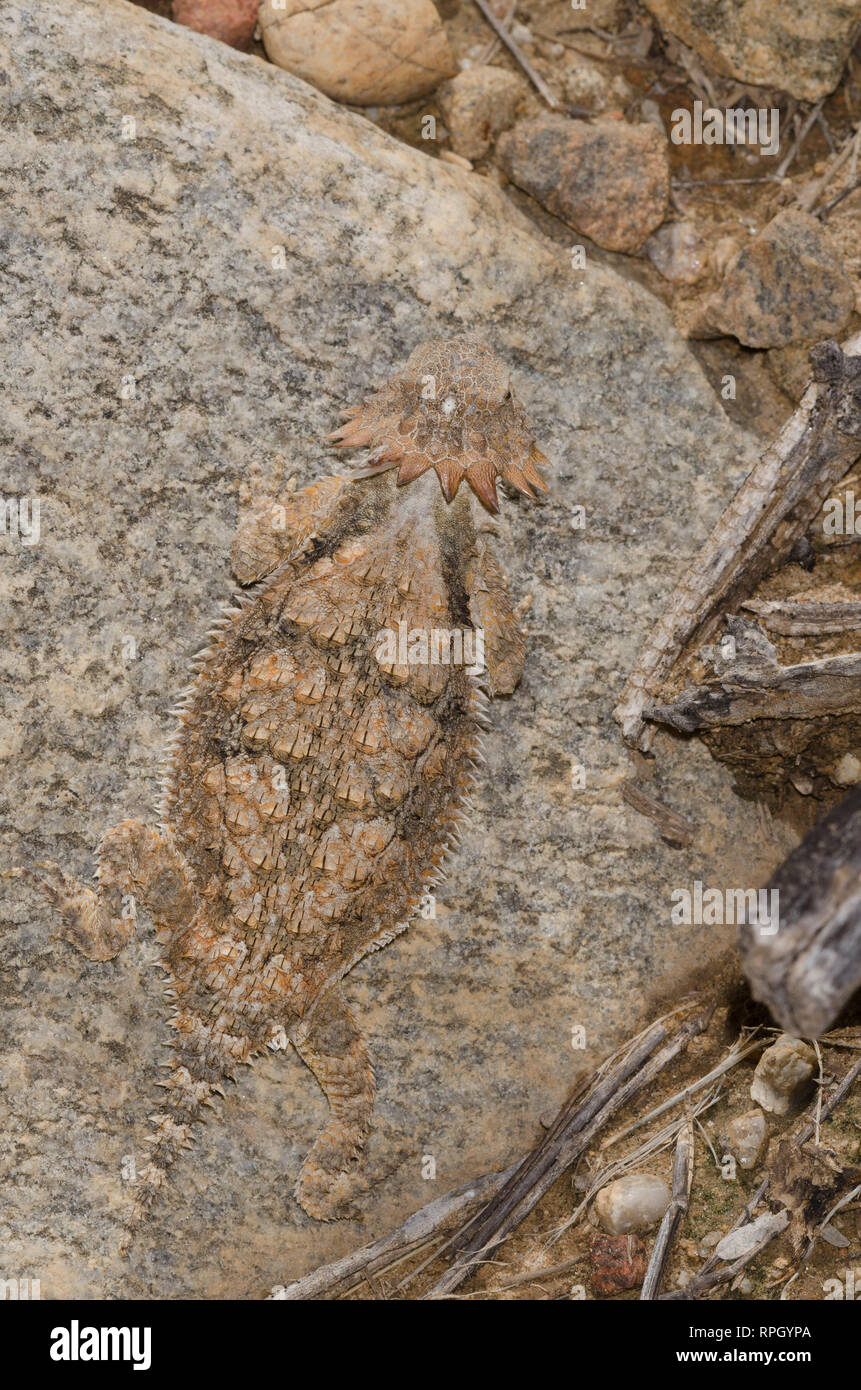 Regal Horned Lizard, Phrynosoma solare Stock Photo