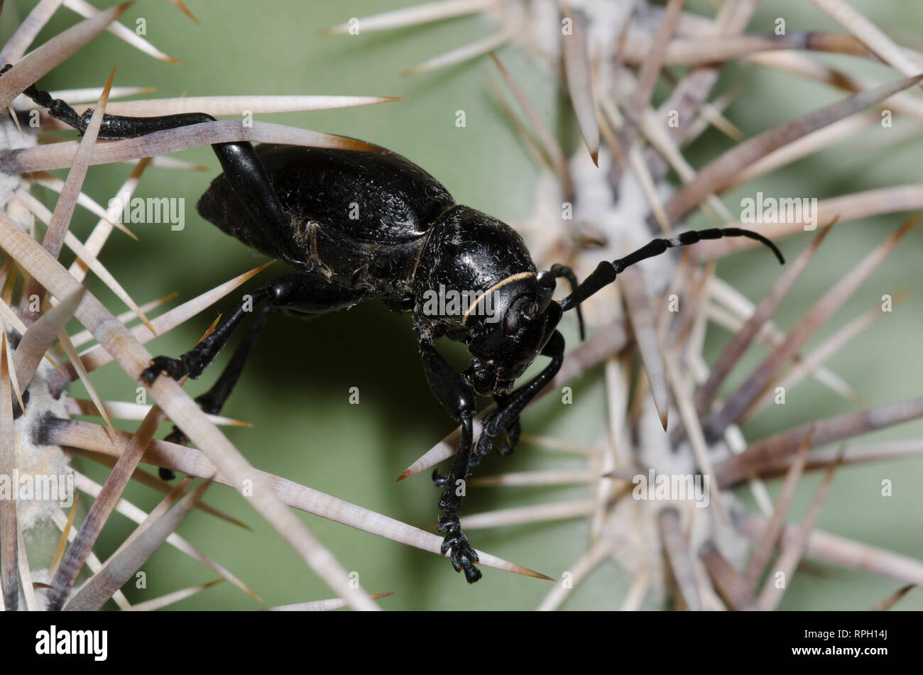 Cactus Longhorned Beetle, Moneilema gigas, on Saguaro, Carnegiea gigantea Stock Photo