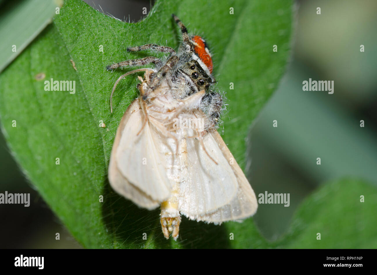 Jumping Spider, Phidippus sp., with moth, Order Lepidoptera, prey Stock Photo