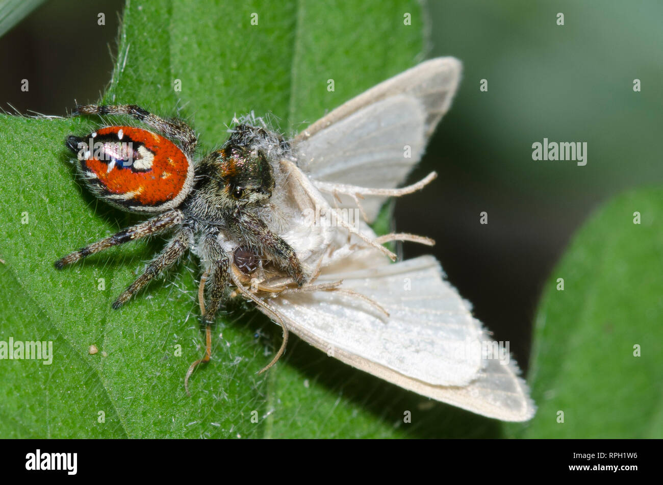 Jumping Spider, Phidippus sp., with moth, Order Lepidoptera, prey Stock Photo