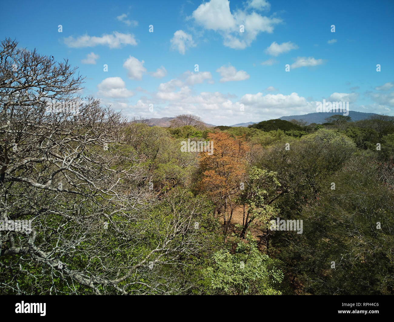 Green forest blue sky hi-res stock photography and images - Alamy