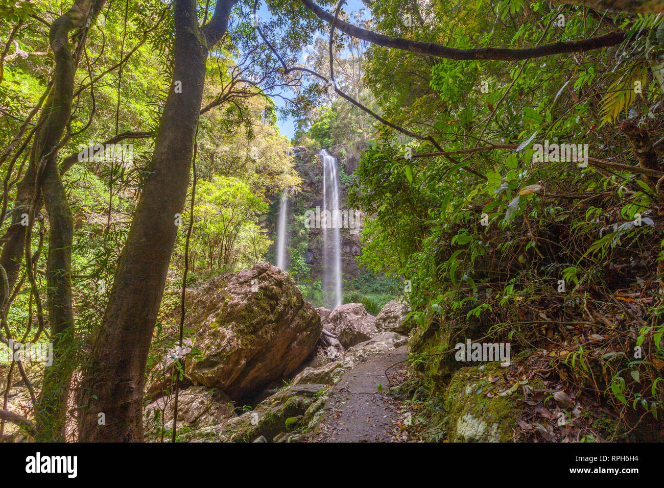 Walking trail leading to Twin Falls in Springbrook National Park, Queensland, Australia Stock Photo