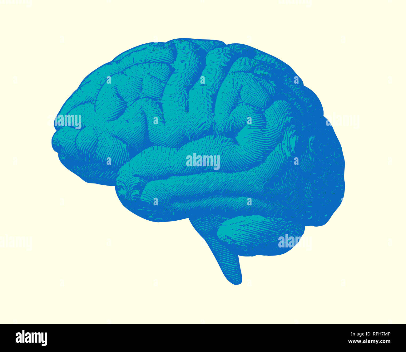Blue and green engraving brain side view illustration old style on ...