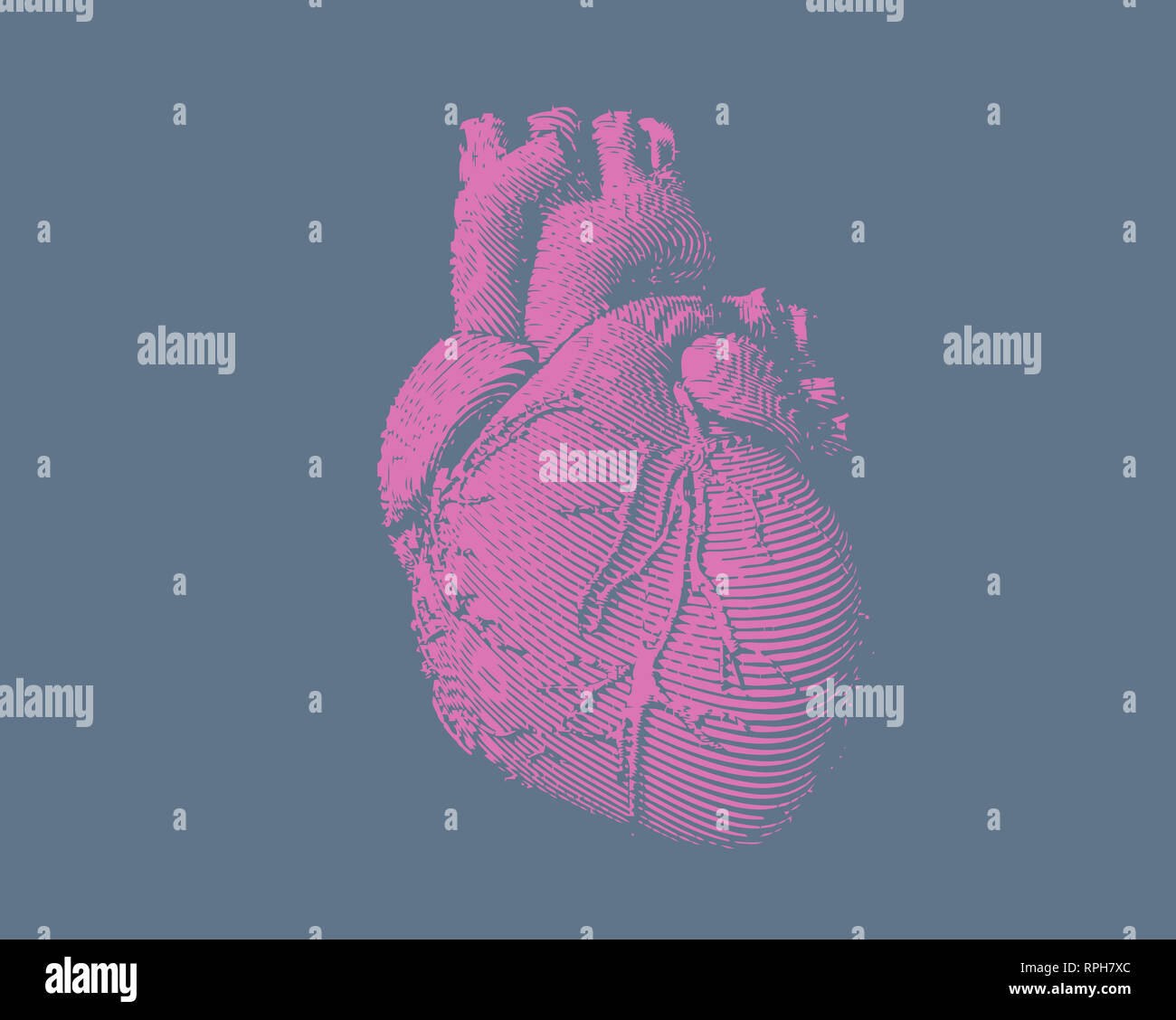 Engraving colorful pink human heart illustration on blue gray background Stock Photo