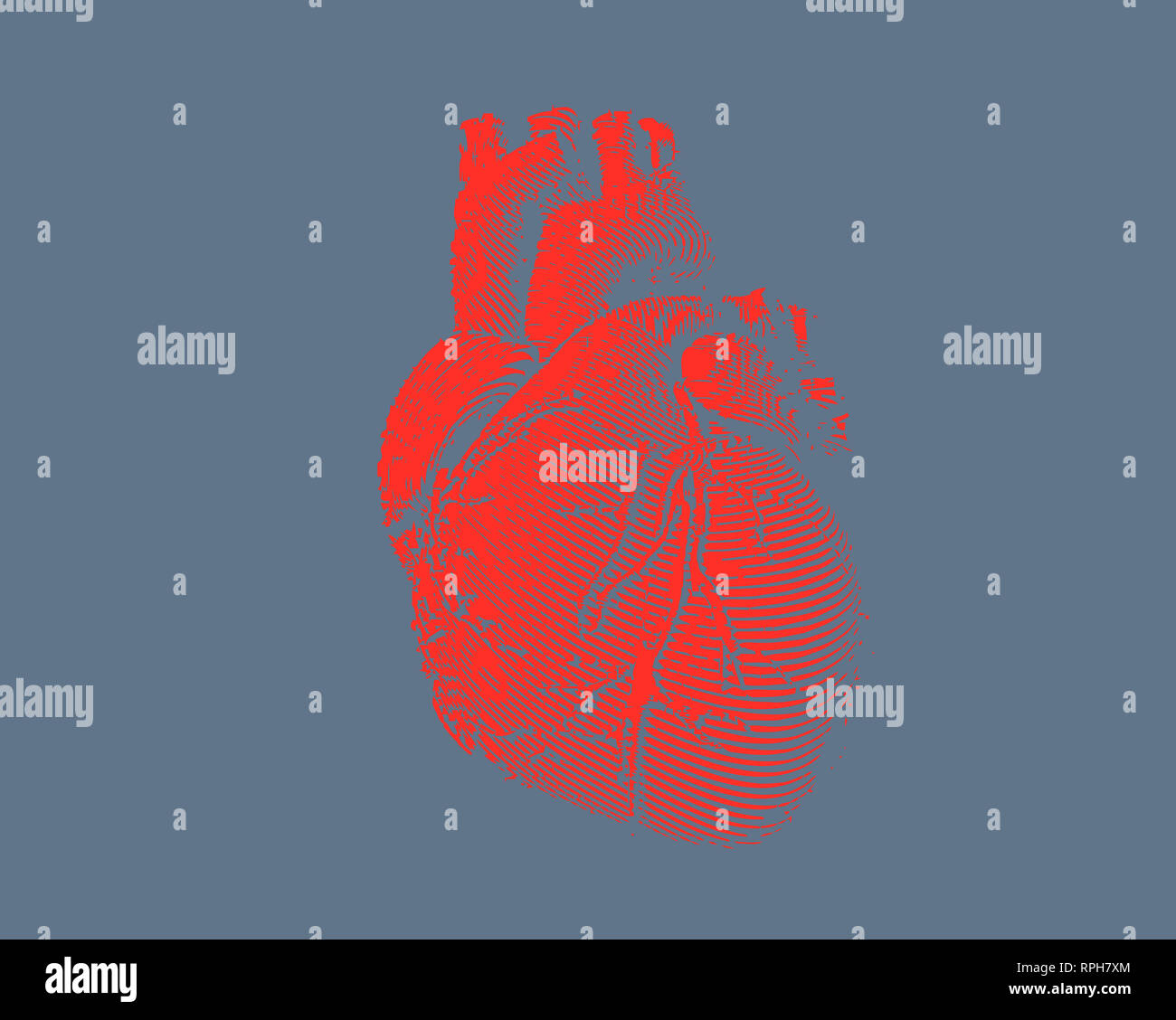 Engraving colorful red human heart illustration on blue gray background Stock Photo