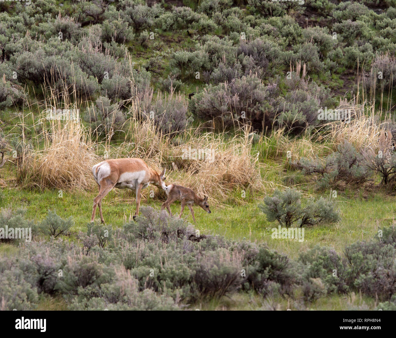 Pronghorn Antelope with Baby Stock Photo