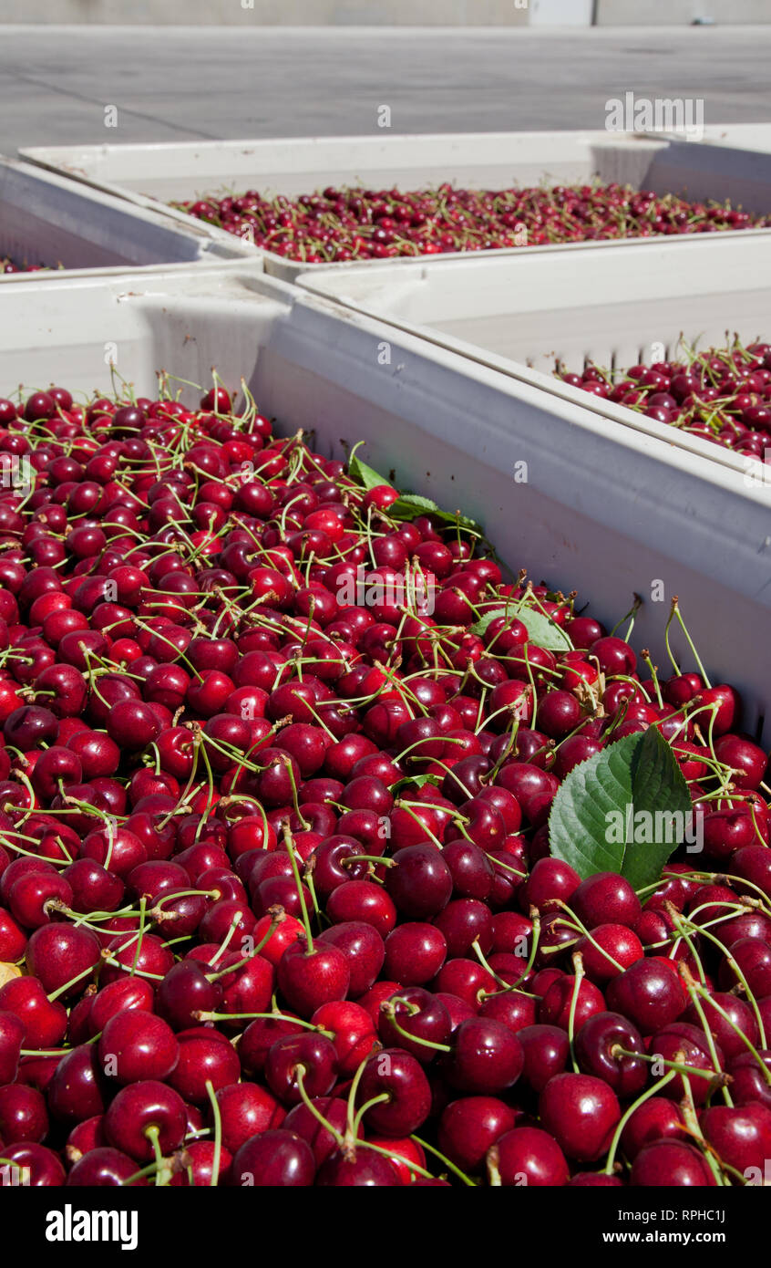 Many red ripe cherries in a bin ready to be packaged for sale Stock