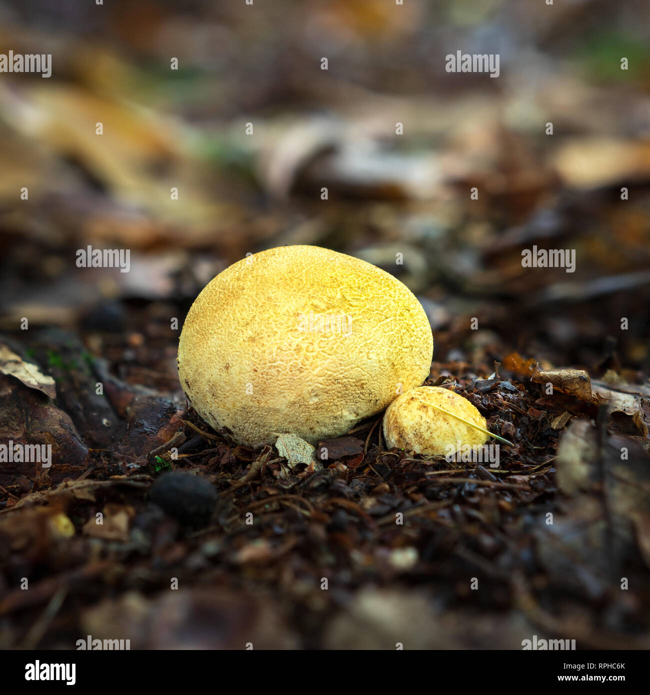 Common earth ball, is the most common species of earthball in the UK