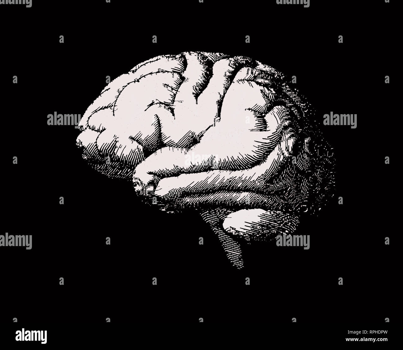 White engraving brain side view illustration old style on black ...