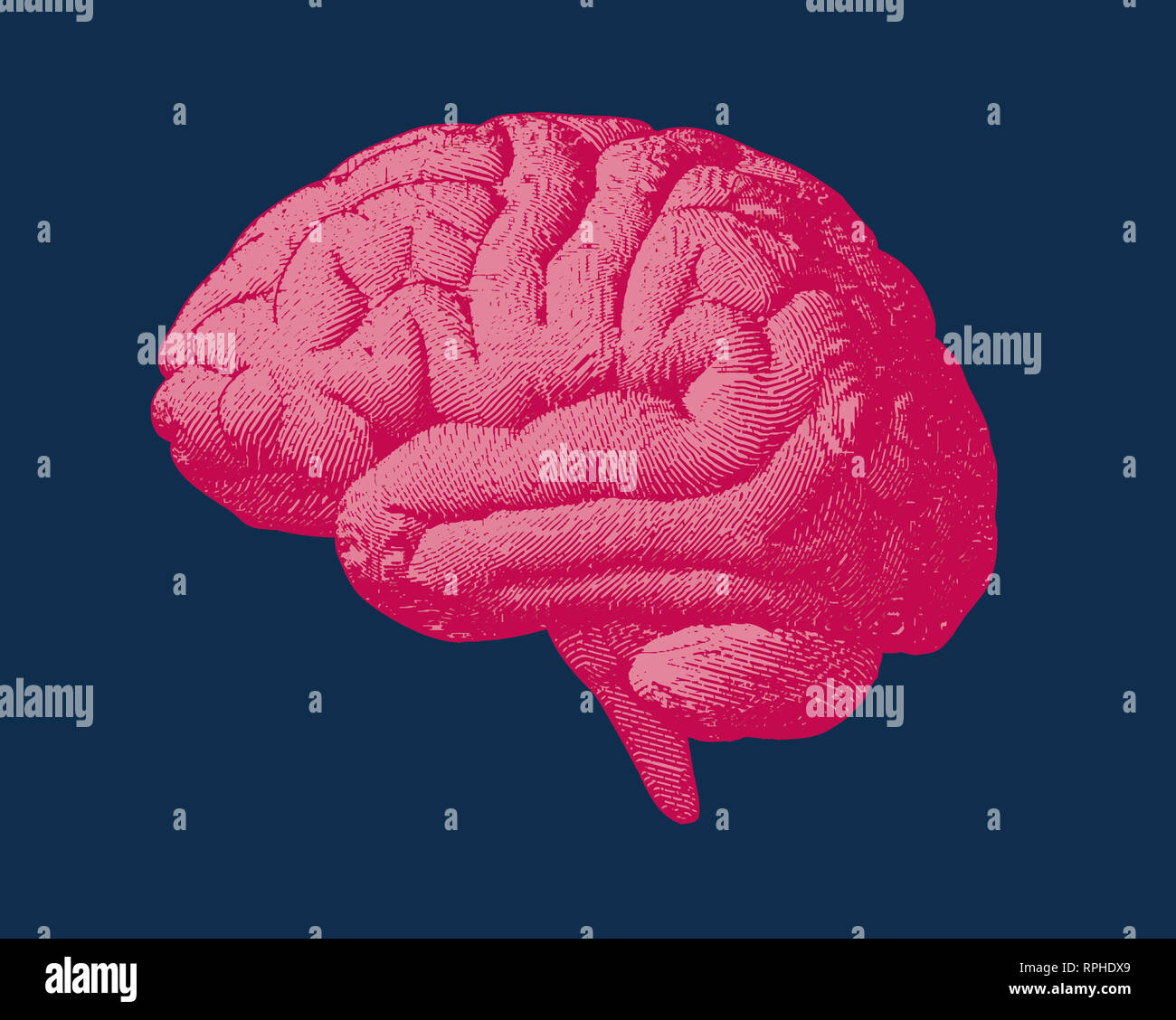 Red and pink engraving brain side view illustration old style on dark ...
