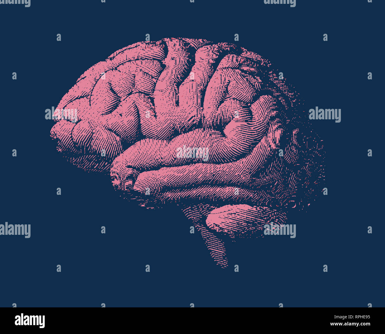 Pink engraving brain side view illustration old style on dark blue ...