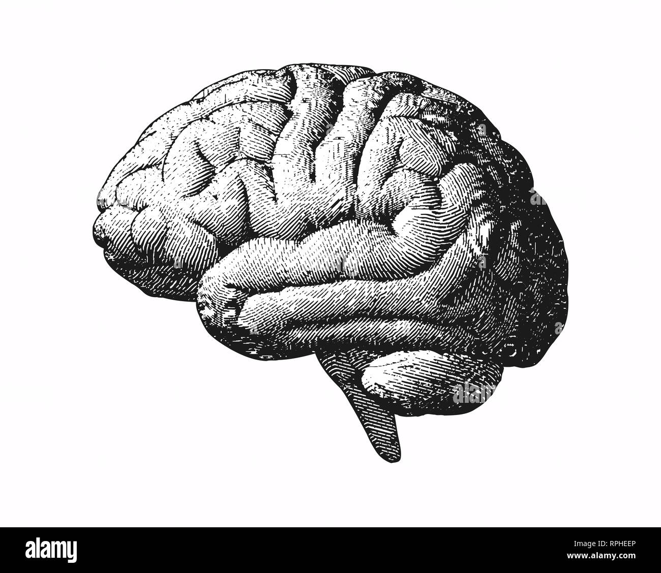 Monochrome engraving brain side view illustration old style on white ...