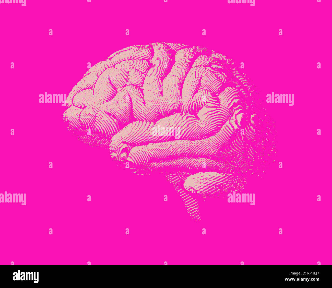 White engraving brain side view illustration old style on pink ...